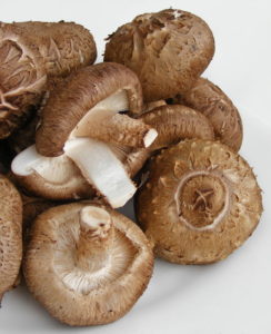 Shiitake mushroom