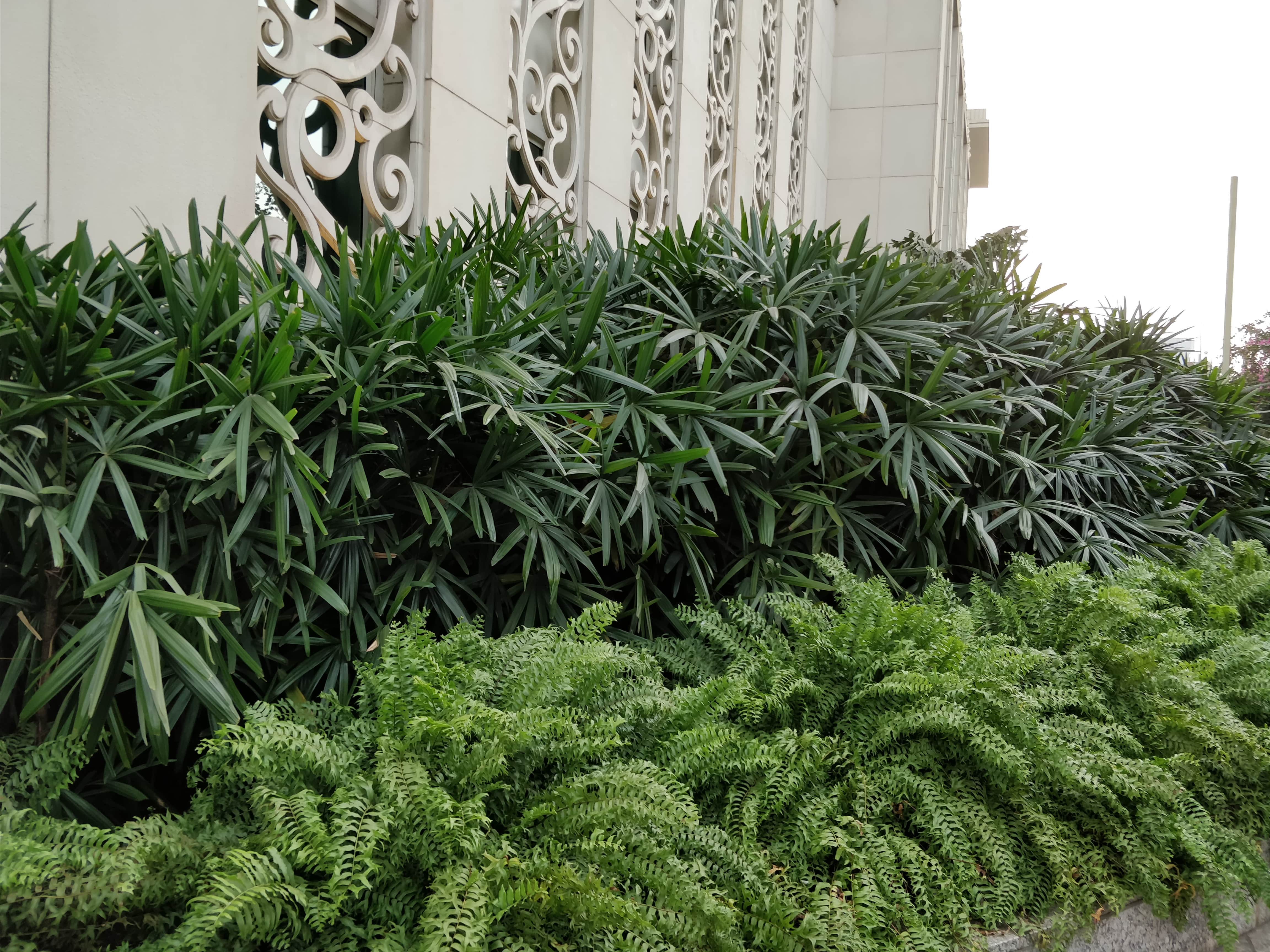 Greenery at Taj, Santacruz- Knowledge Factory