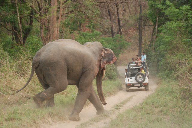 Jim Corbett National Park