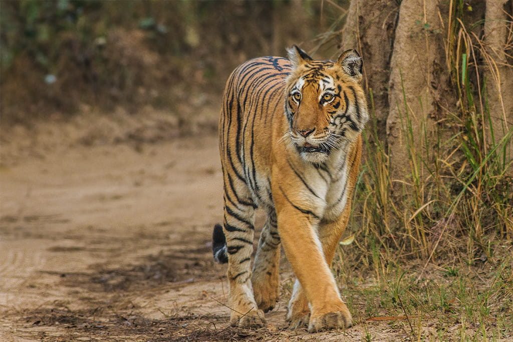 Bengal Tiger, Jim Corbett National Park