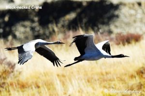 Black necked crane, birding tours