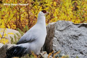 White Eared Pheasant, birding tours