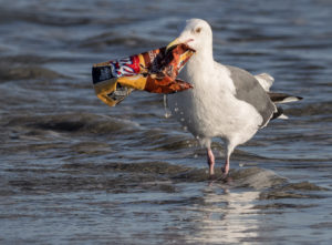 Trashing ocean- World Environment Day