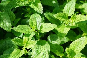 Summer cooler- mint