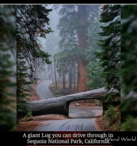 A giant log you can drive through in Sequoia National Park, California, breathtaking places of the world