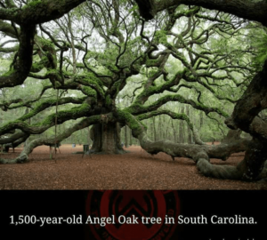 Oak tree in California, USA, breathtaking places of the world