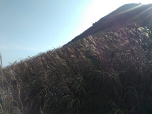Lantau Trail Section 2 - Silver grass | by ystsoi Hong Kong
