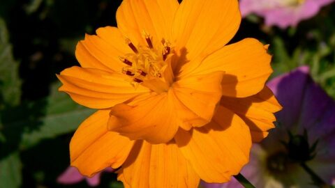 Margarit Island autumn rose, Budapest