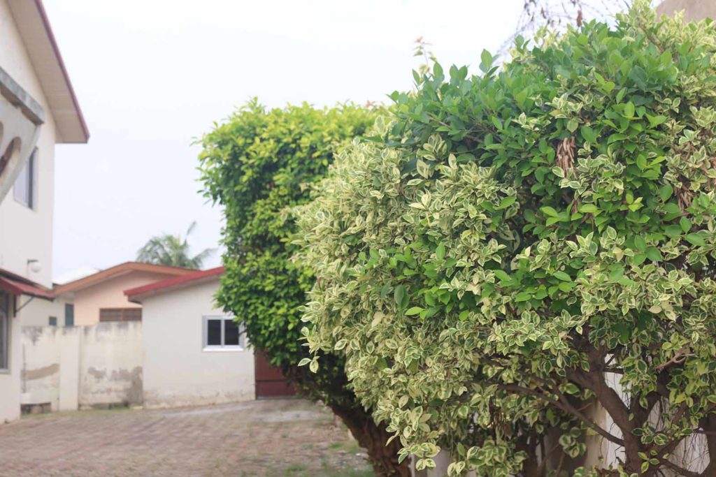 sankofa guests house