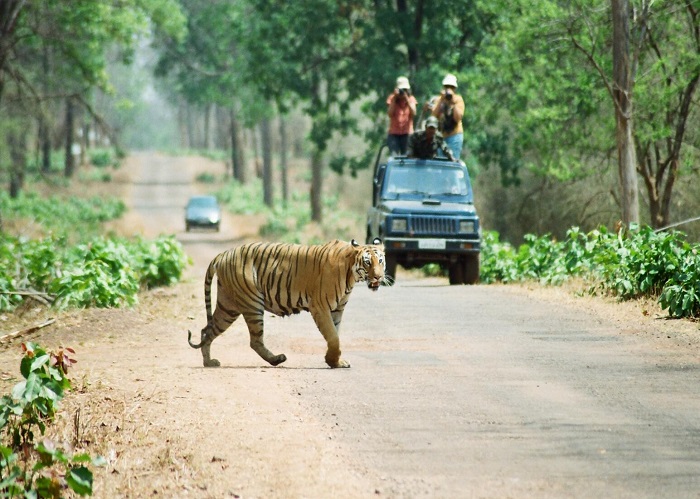 Tadoba tiger reserve- Maharashtra Wild Trail