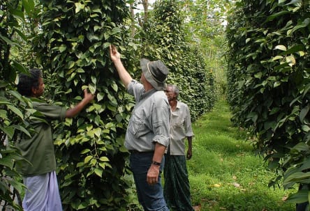 Spice tour in Kerala