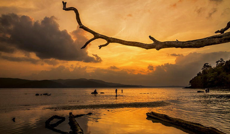 tree branch, Andaman islands
