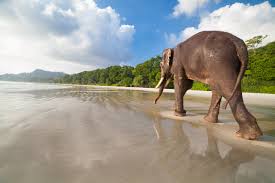 Elephant Beach - One of the Top Attractions in Havelock Island ...
Yatra.com,
best places to visit in India