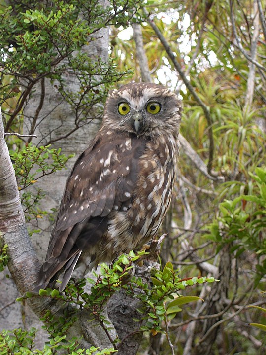New Zealand ruru or owl (commonly called morepork) taken on the Heaphy Track, New Zealand, between Saxon and James Macky huts.