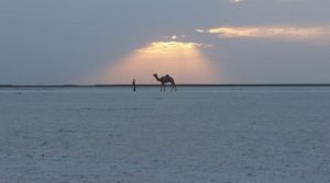 The Great White Rann of Kutch