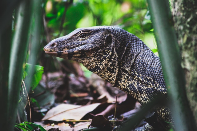 Black and beige monitor lizard, Thailand