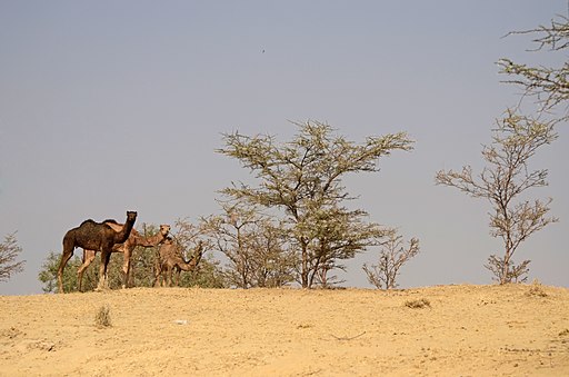 Offbeat camel in Bikaner Rajasthan