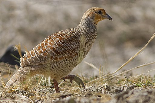 Offbeat species of Grey Francolin in Churu, Rajasthan