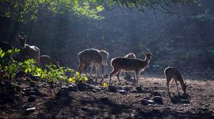 Bandhavgarh National Park