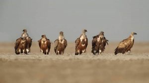 Little Rann of Kutch
