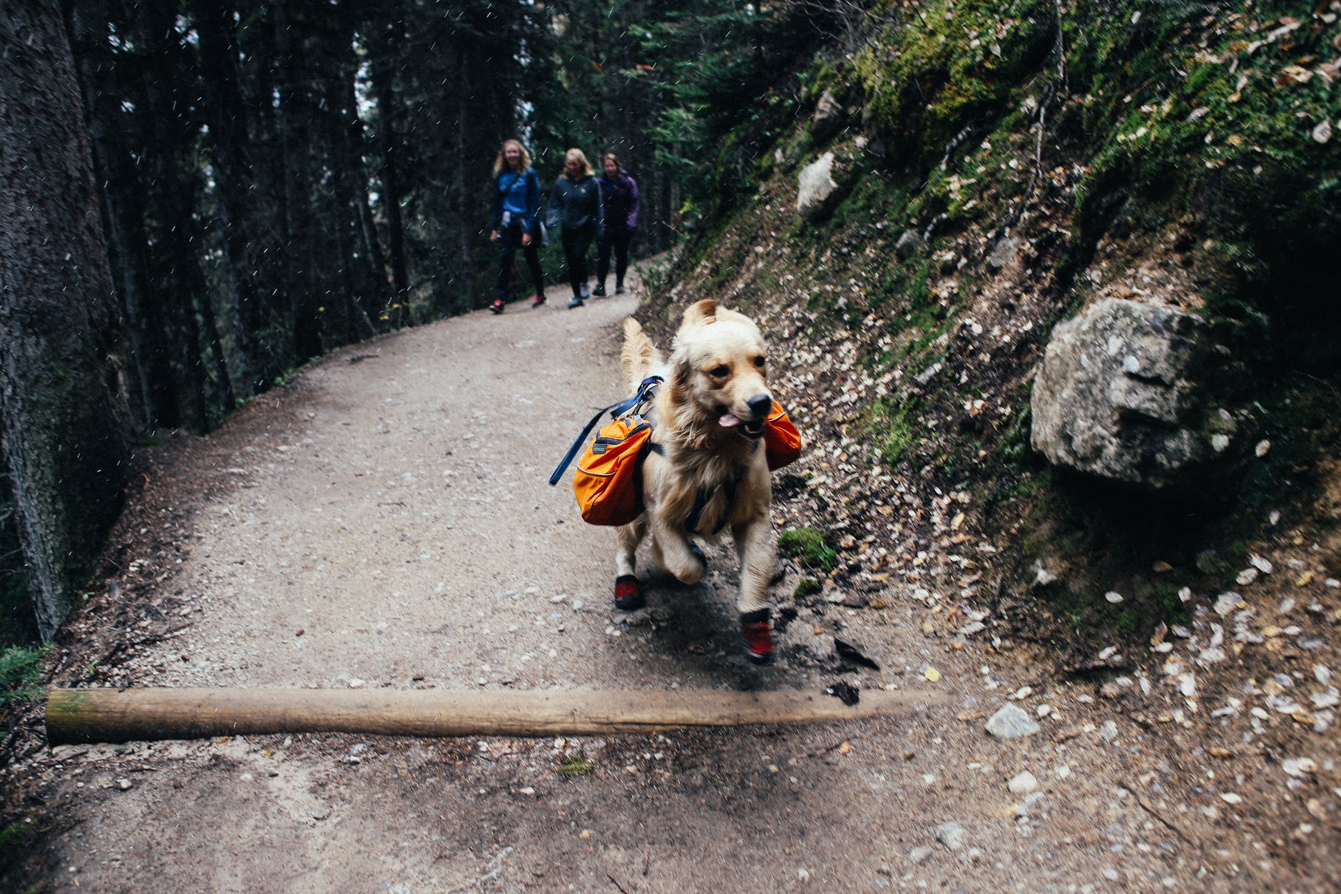 purebred dog running before hikers in woods