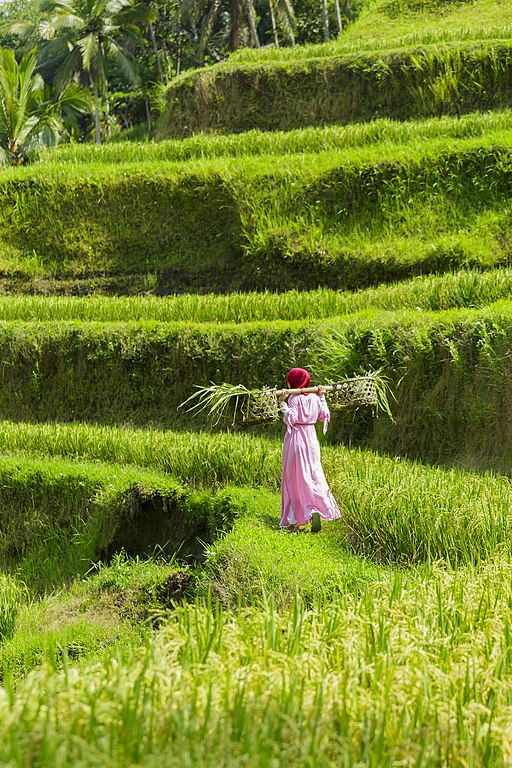 Tegalalang Rice Terrace - taken during a photo trip to Indonesia in 2018 - by Thomas Fuhrmann