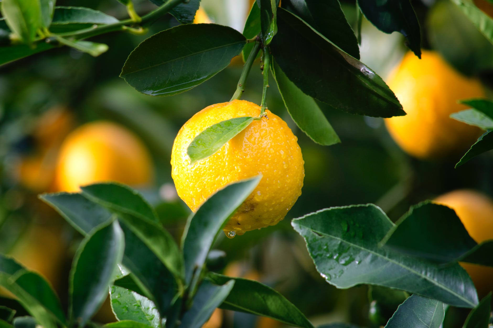 shallow focus photography of yellow lime with green leaves reduces spiciness in food