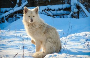 white wolf on snow covered ground