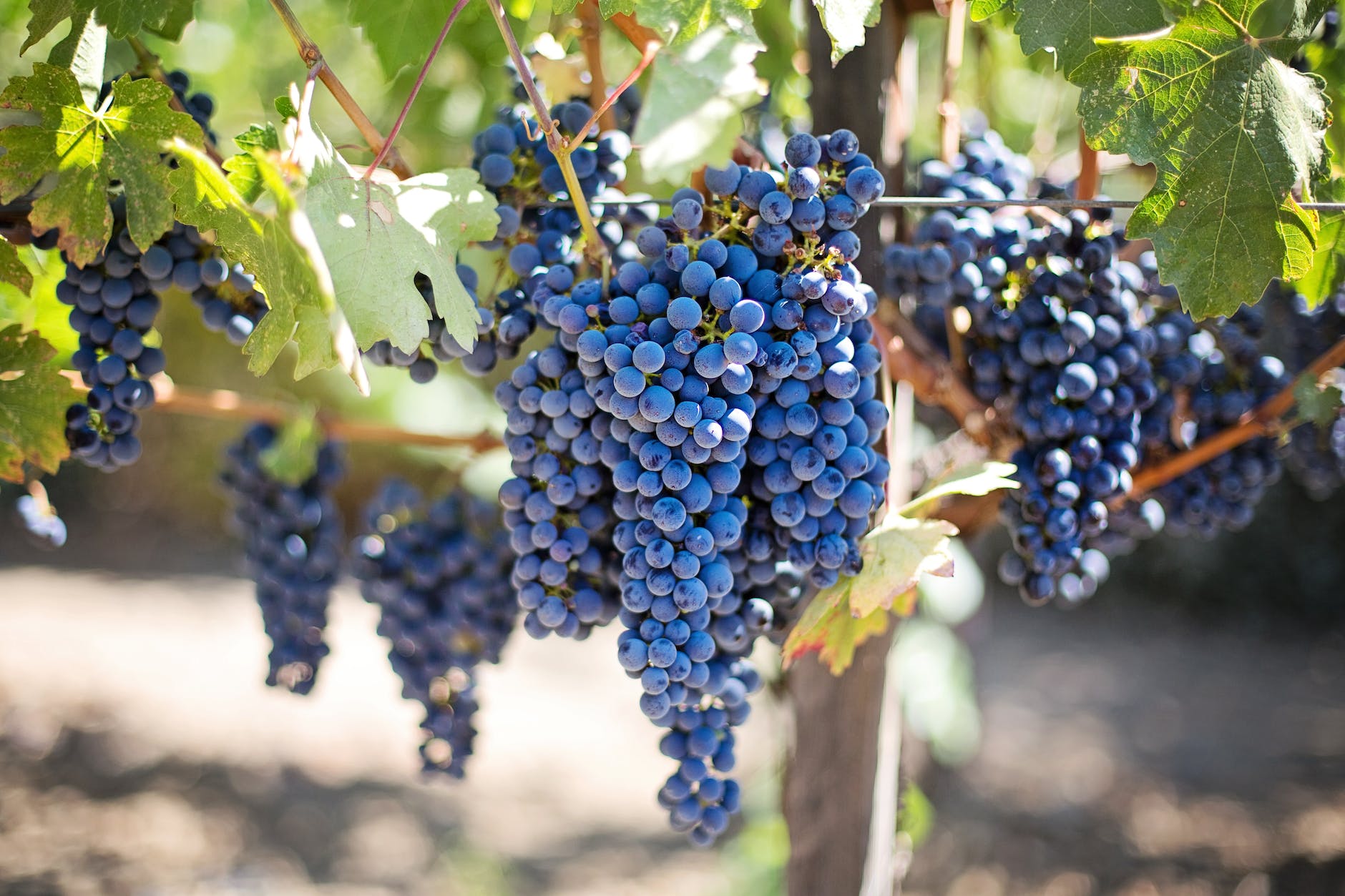 Napa Valley: Explore The Californian Wineries