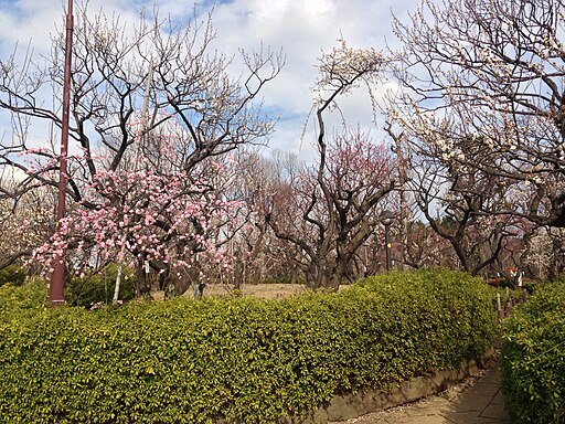 Plum trees at the Hanegi Park n Setagaya Ward, Tokyo, Japan