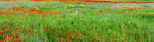 The Southern Kazakhstani Steppe in Spring Bloom. Silk Route Spring Travel – Kazakhstan steppe in spring