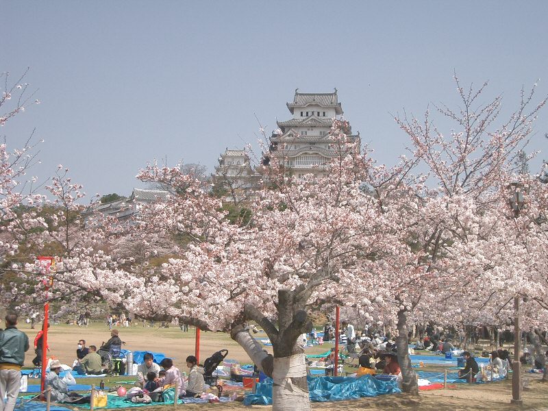 Hanami at Himeji Castle in Himeji, Hyogo prefecture, Japan, Tokyo Cherry blossoms walk.