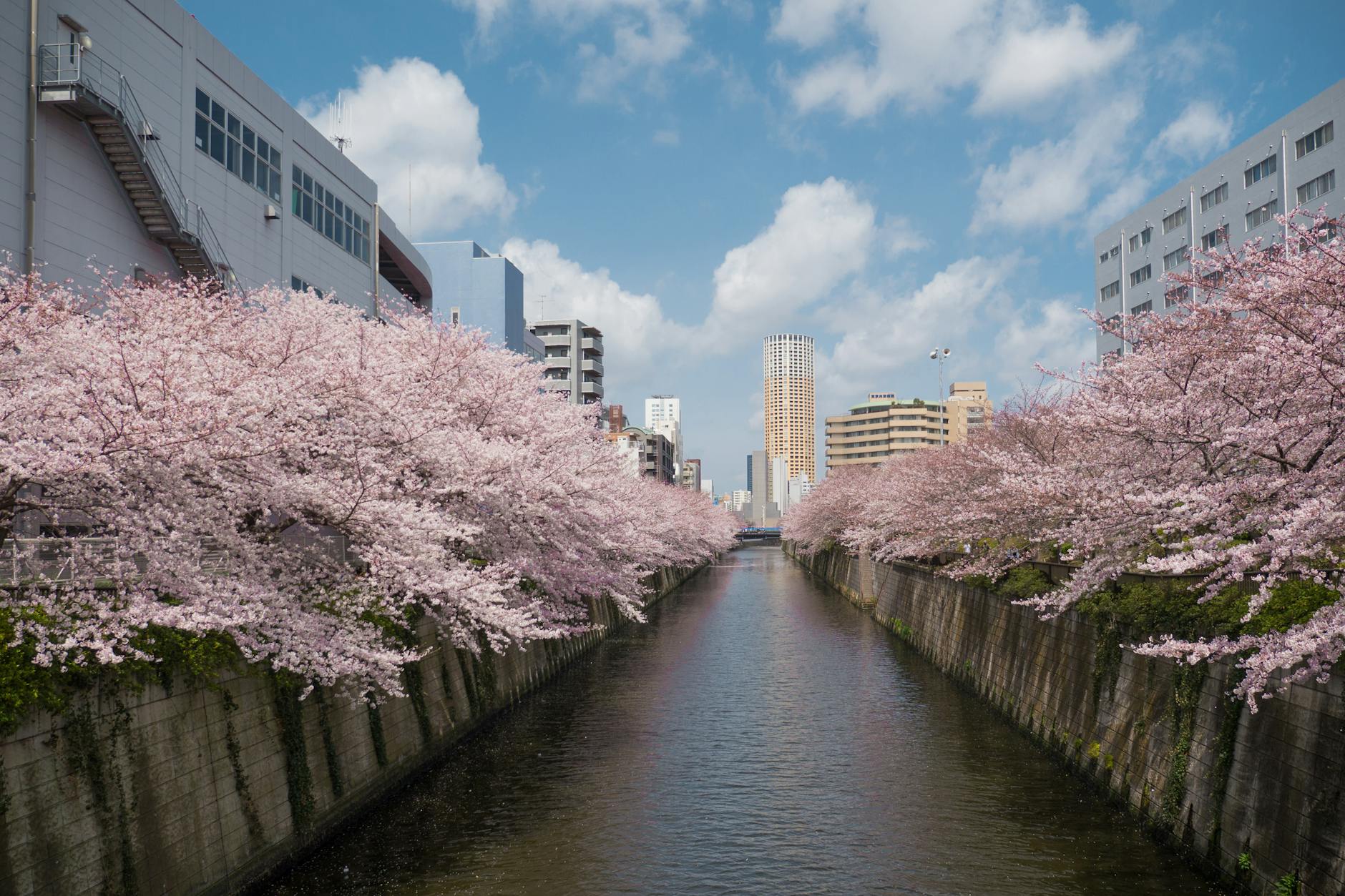 meguro river between cherry blossom trees