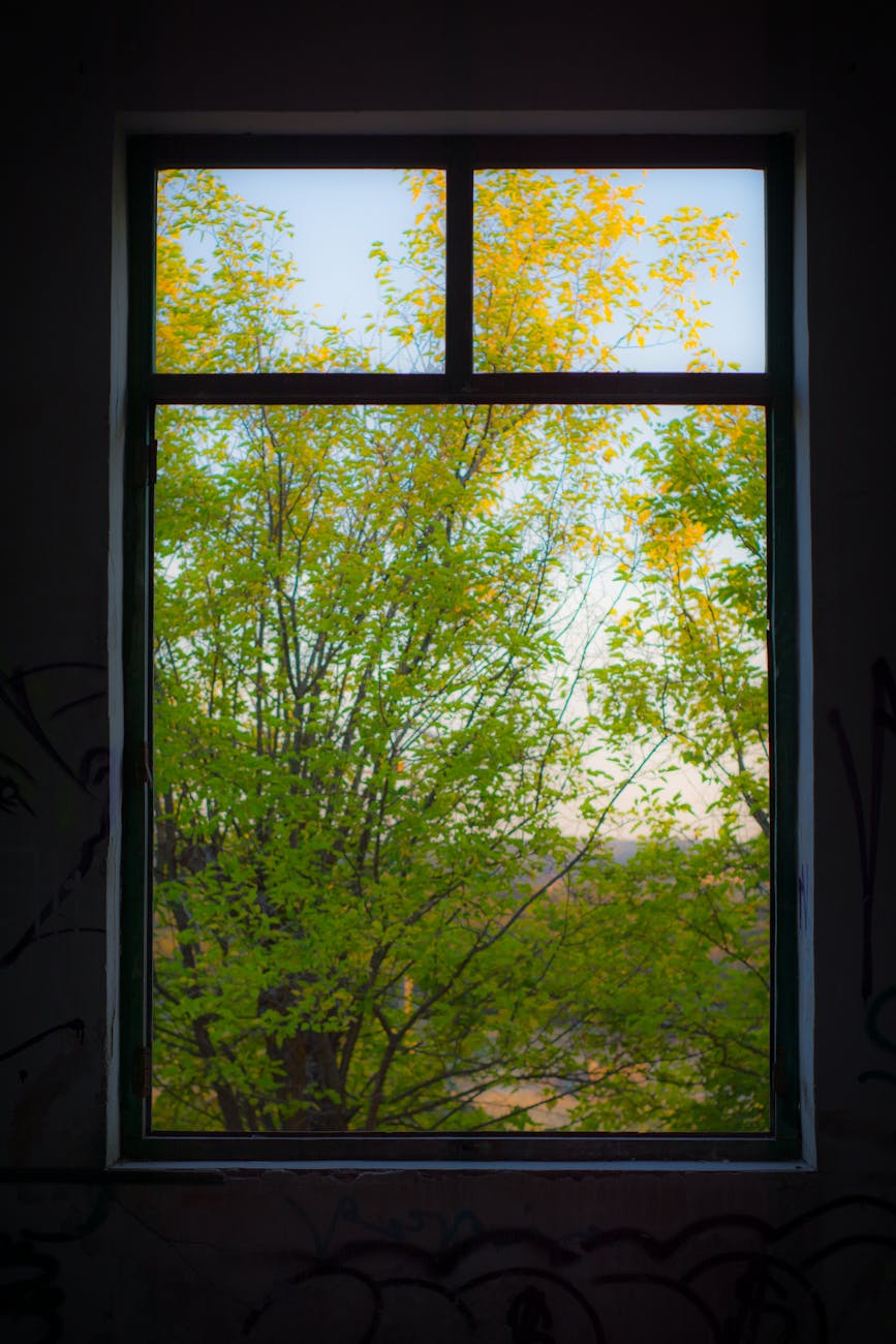trees outside a window. Early‑spring light through a window.

-seasonal reflection