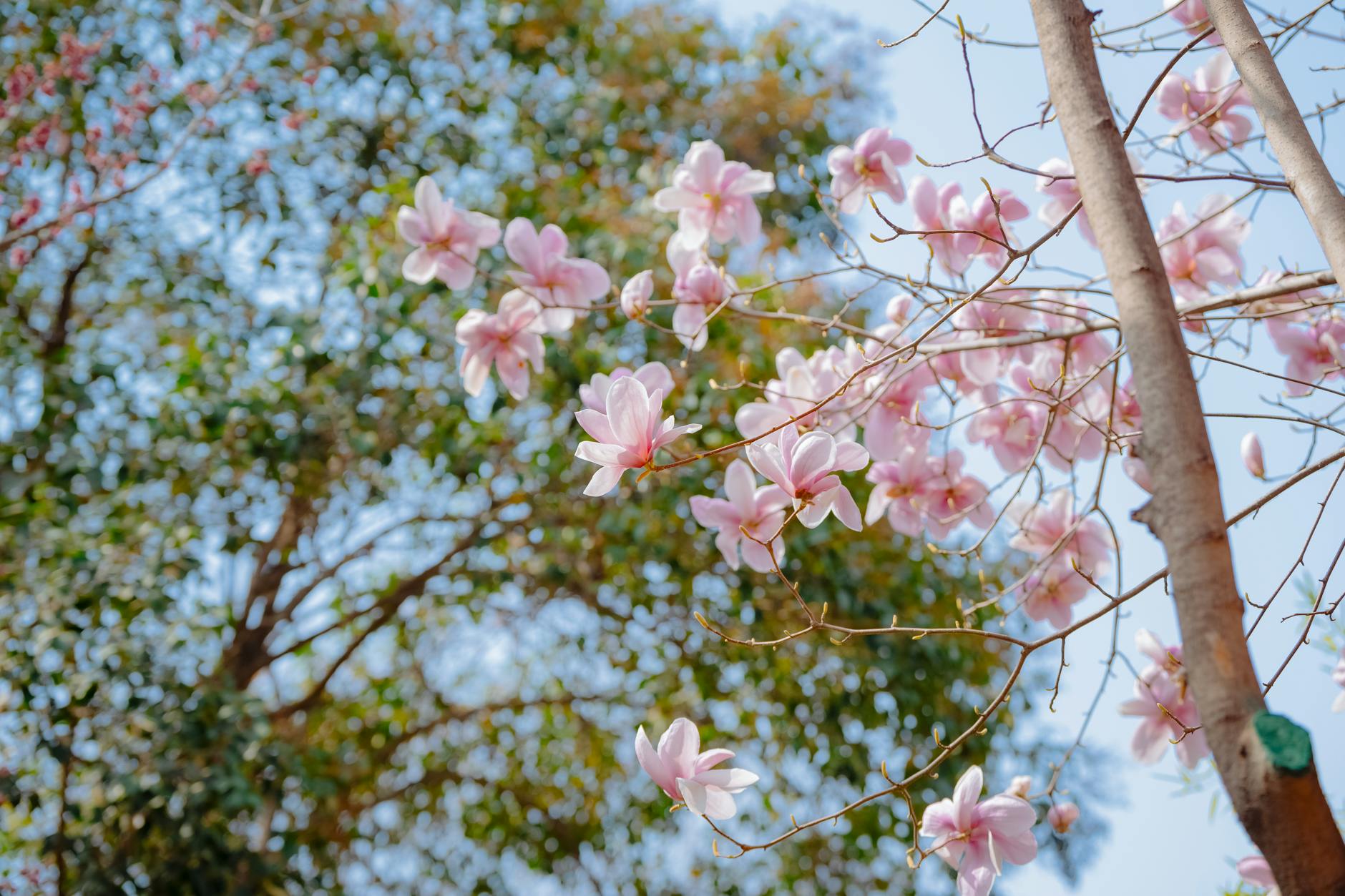 flowers blossom in the trees, Tokyo Cherry blossoms walk