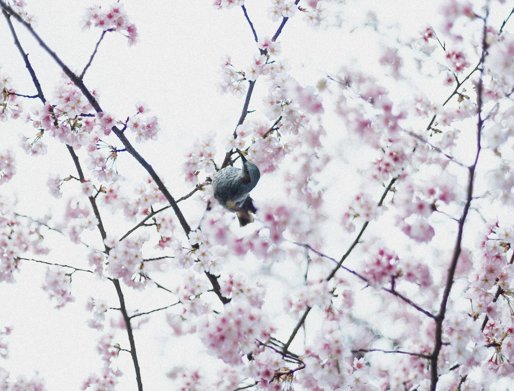 cherry blossom tree with bird in tokyo japan