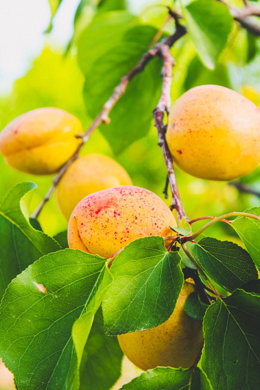 close up of apricots on tree
Apricots in Azerbaijan