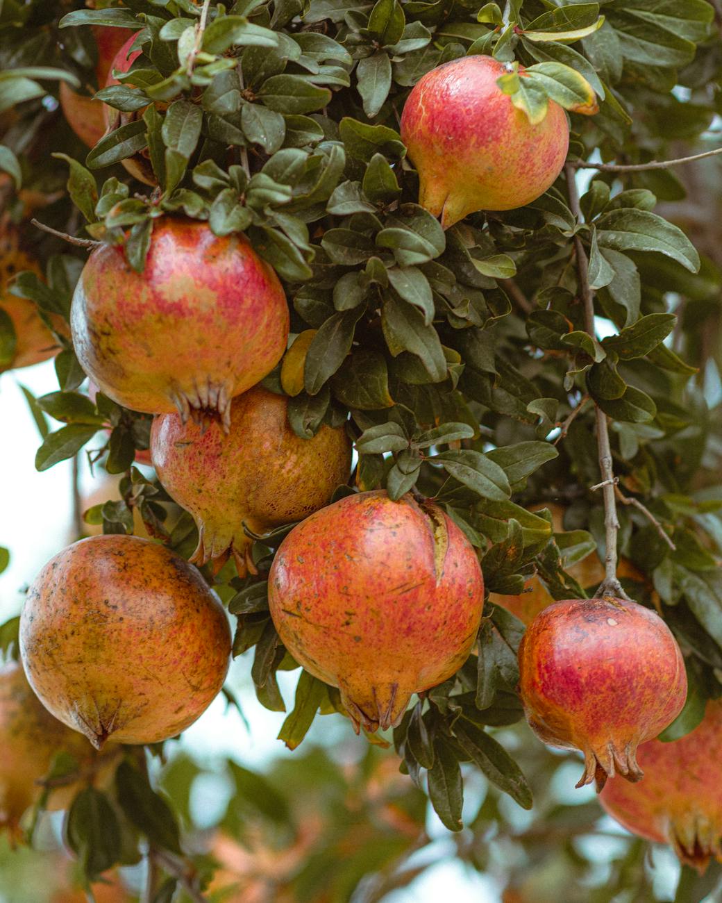 ripe pomegranates on a tree in tunisia
pomegranate in Armenia and Azerbaijan