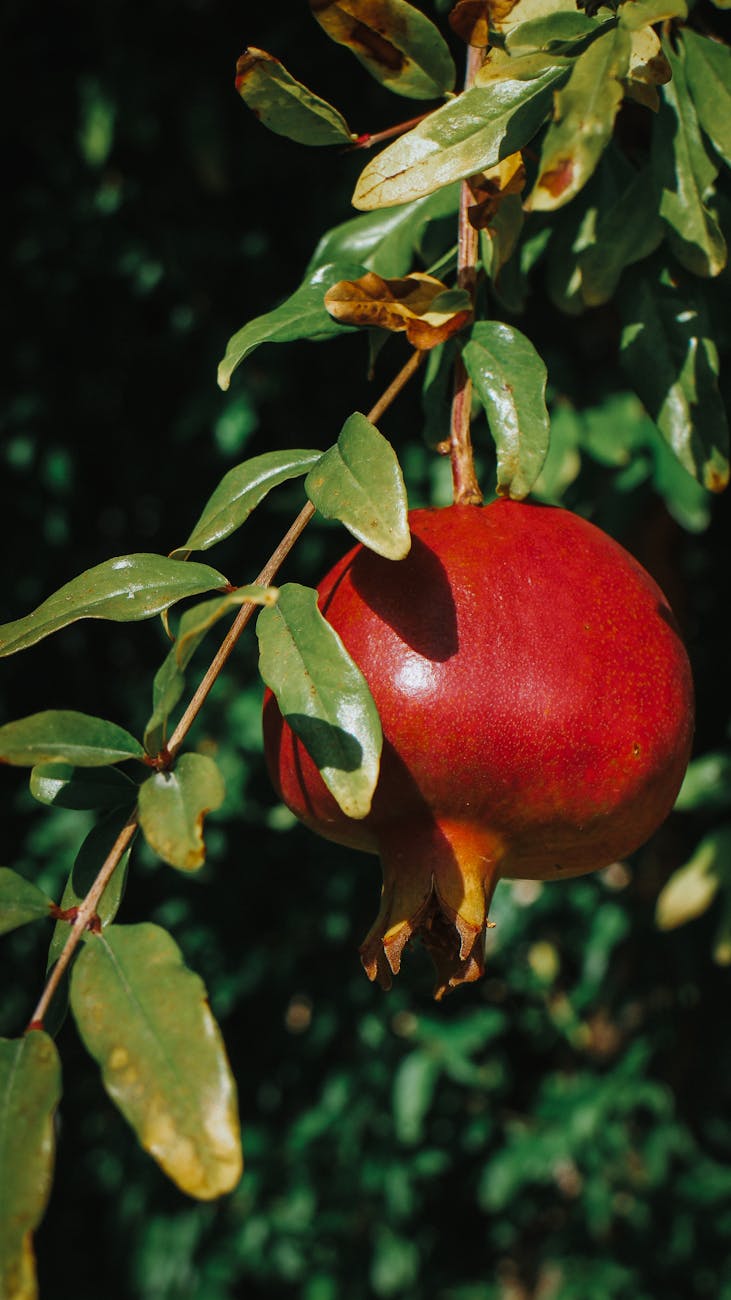 close up of a pomegranate on a branch