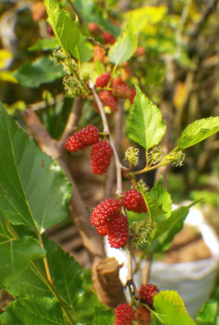 close up of red mulberries on branch, Mulberry season