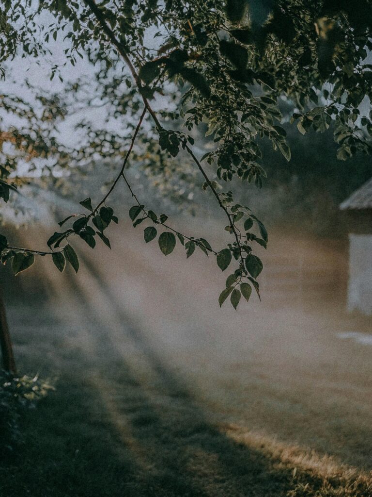 softness of early summer light in a misty forest