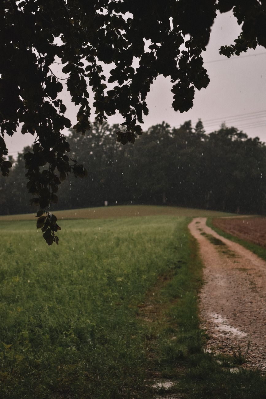 green grass field during rainy day