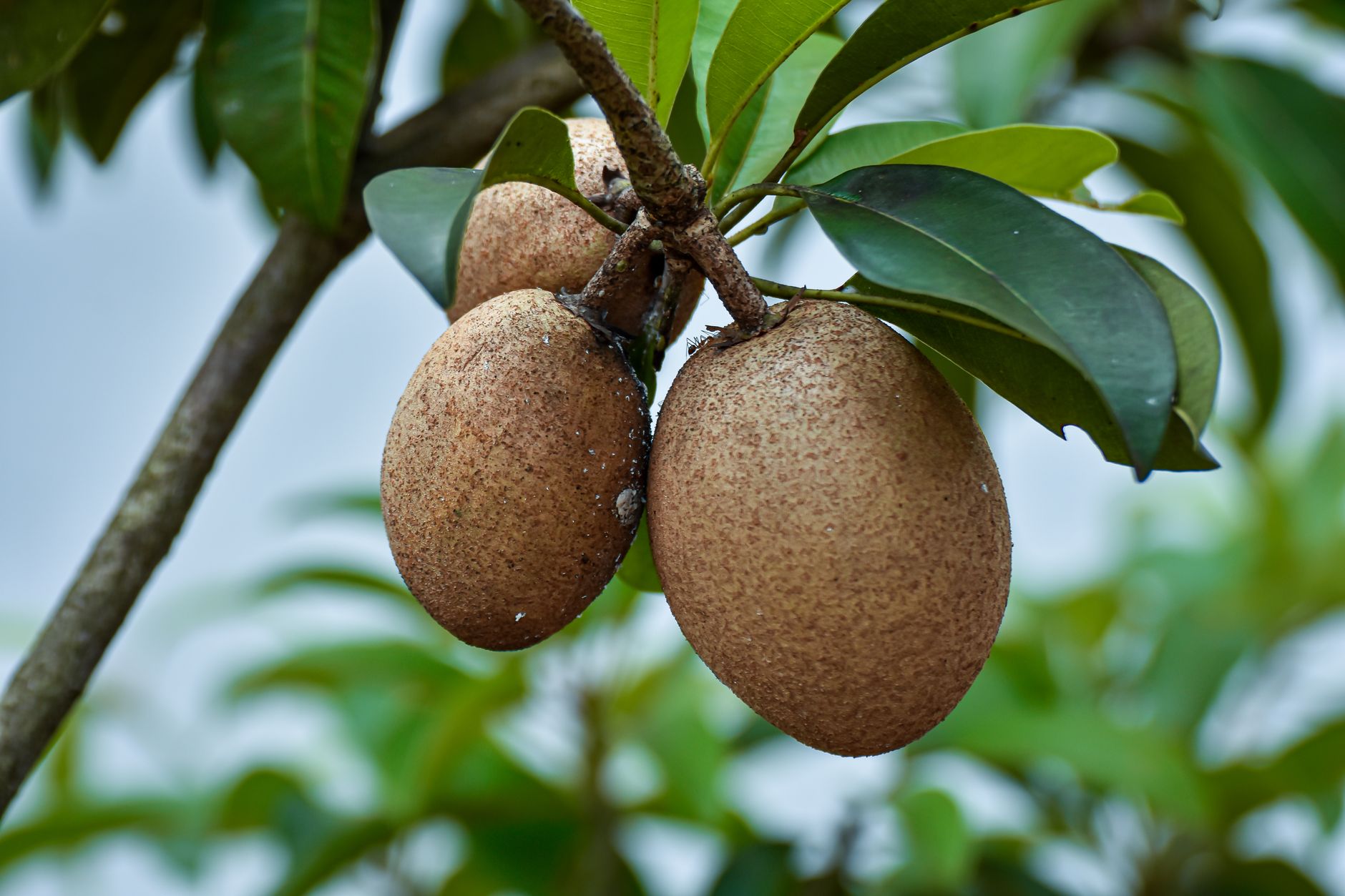 close up of sapodilla fruits on tree branch