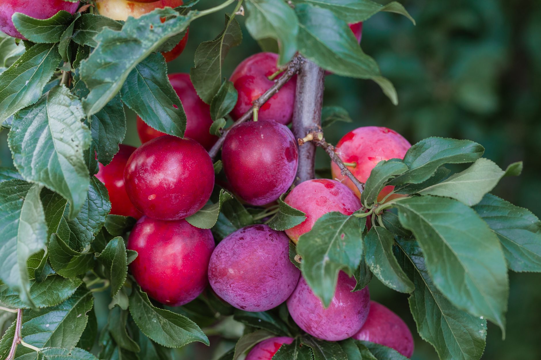 branch with plums 