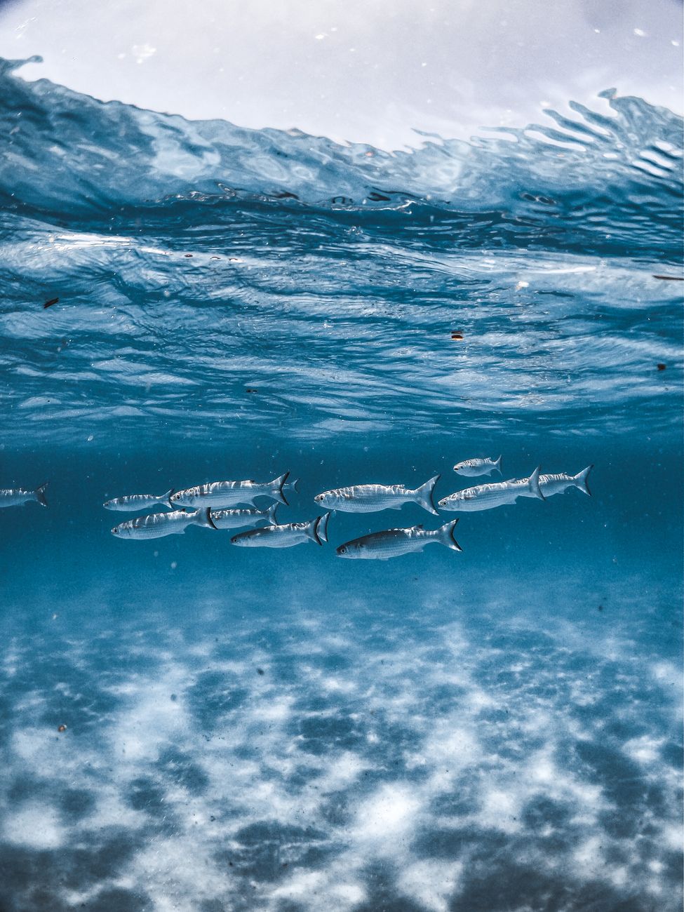 underwater photography of marine animals. Moody underwater scene with deep blue gradients, soft visibility, and slow‑moving marine life creating a calm monsoon ambience while monsoon snorkeling
