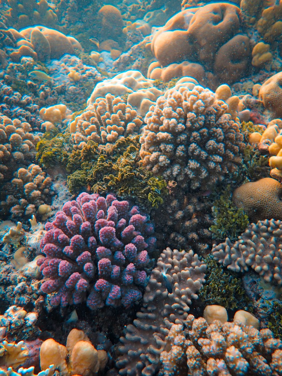 closeup of a coral reef. El Niño monsoon break snorkeling India Havelock coral reef clarity
