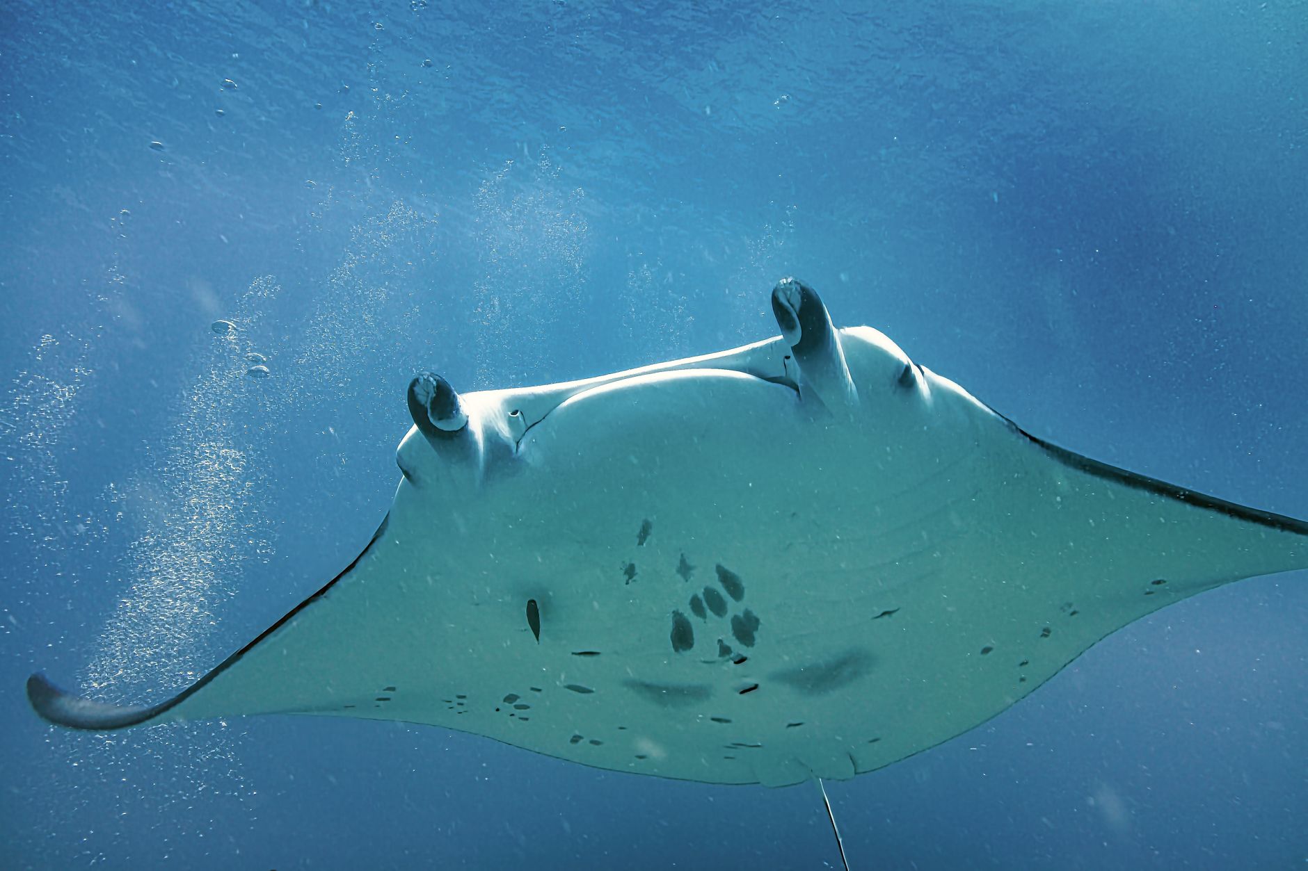 giant manta ray fish in sea. Giant manta ray underwater in the Maldives during the August snorkeling season.
