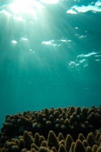 A serene view of a coral reef with sun rays penetrating the ocean surface.