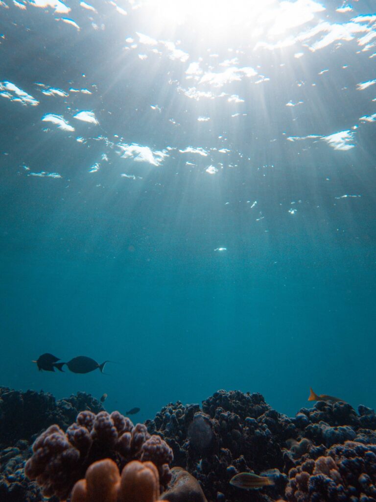 Explore the beauty of a sunlit underwater coral reef teeming with diverse sea life. Sunlight falling over a clear turquoise seabed, illuminating coral textures in bright noon light.