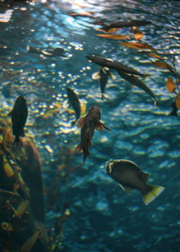 Silver and turquoise fish weaving through clear water, catching flashes of noon sunlight.